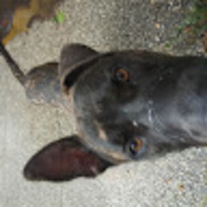 Meet your Posher, Elaina